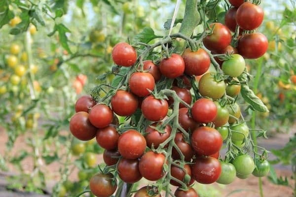 The most productive and best new varieties of tomatoes of 2020 for greenhouses and open ground