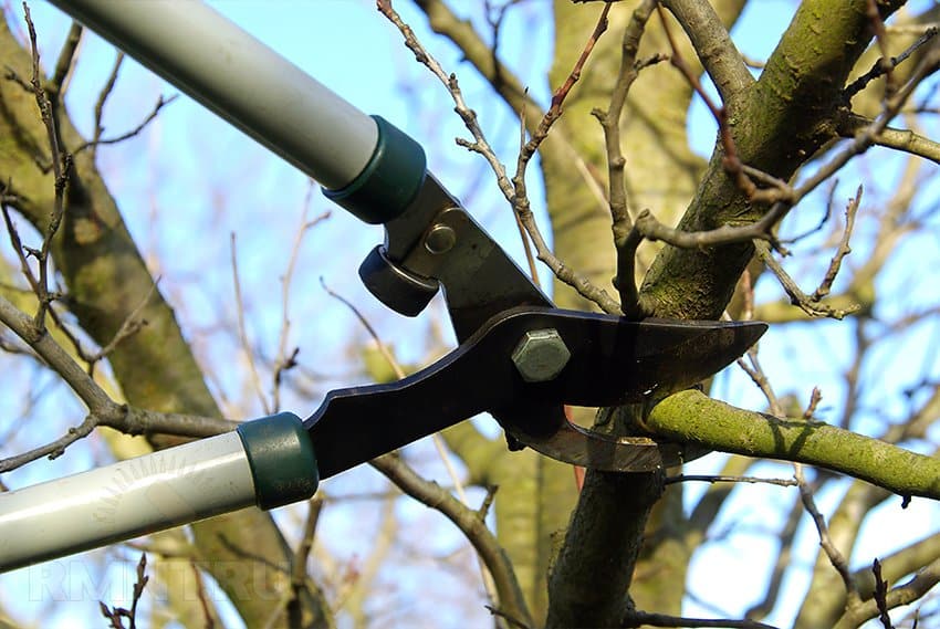 apple pruning