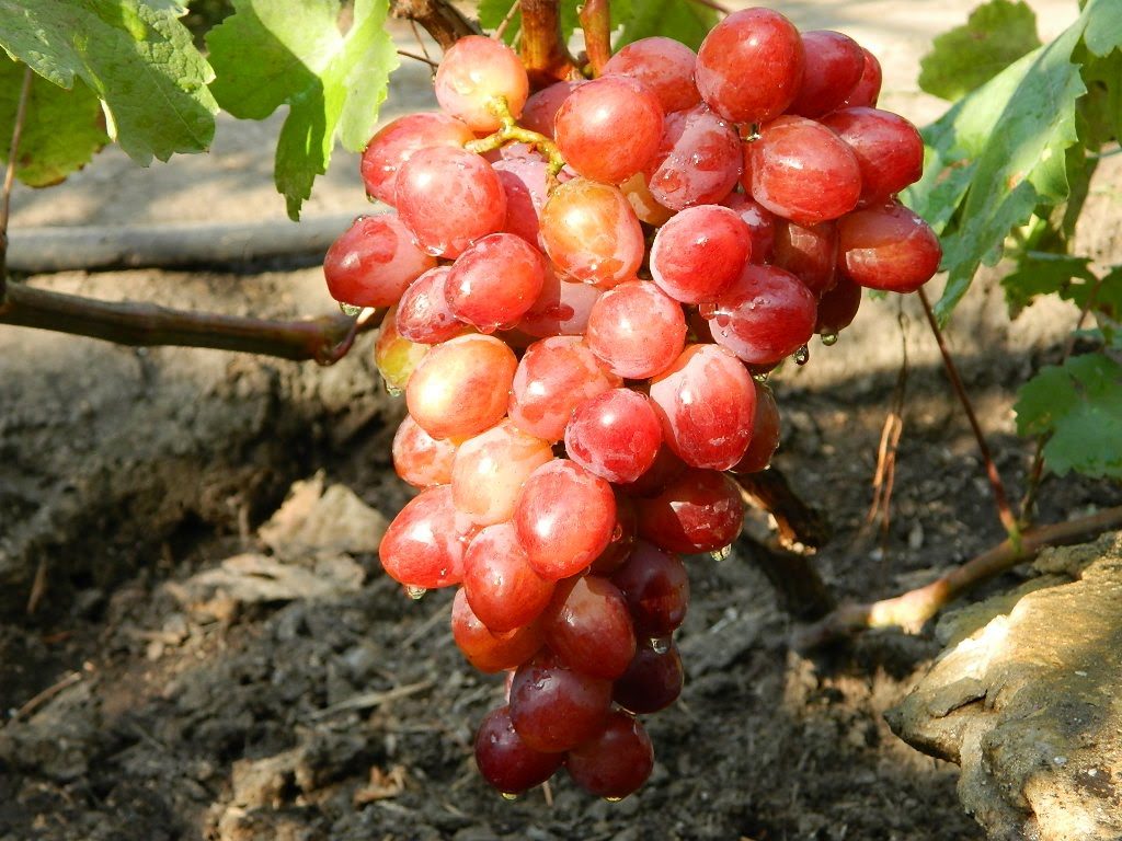 grapes in memory of the teacher