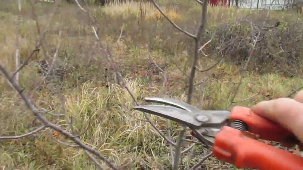 cherry pruning