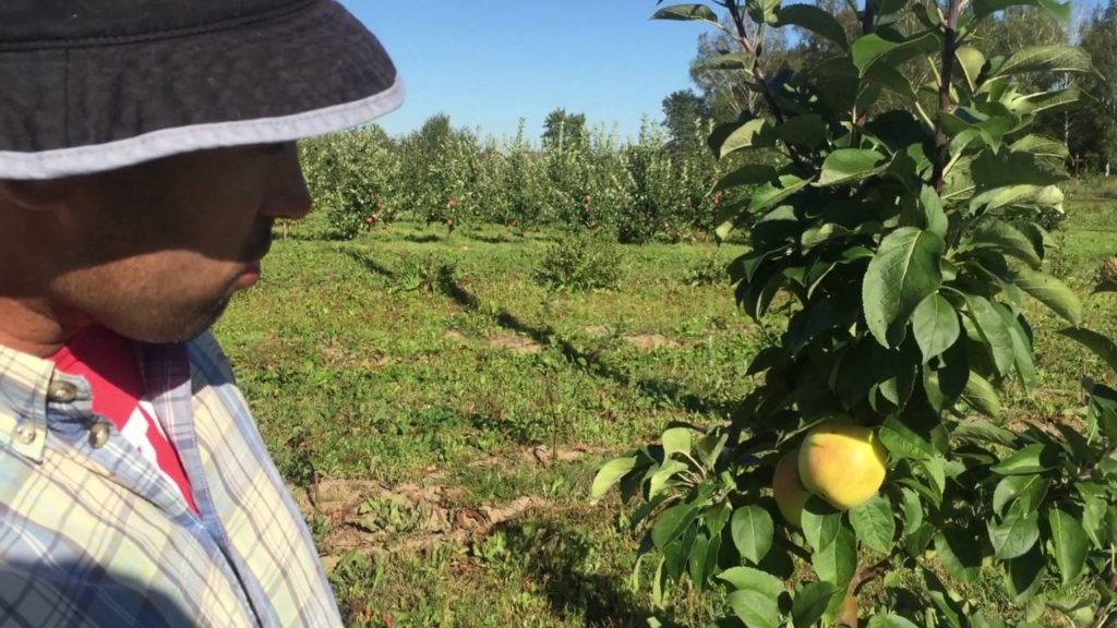 presidente columnar de apple