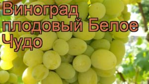 Opis i karakteristike, podrijetlo sorte grožđa Bijelo čudo i pravila uzgoja