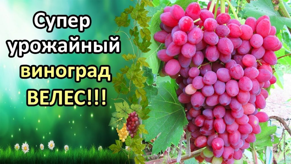 grape veles