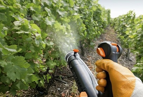 grape processing