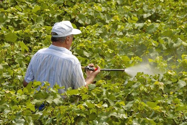 grape processing