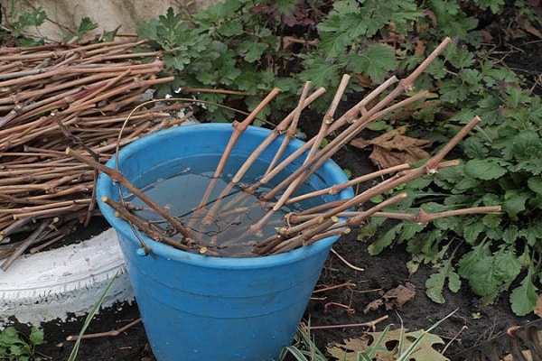 cuttings in water