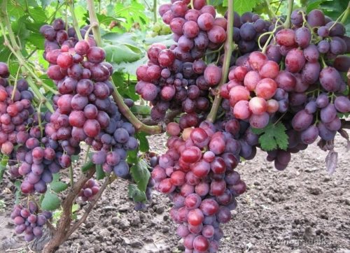 regalo de uvas sin luz