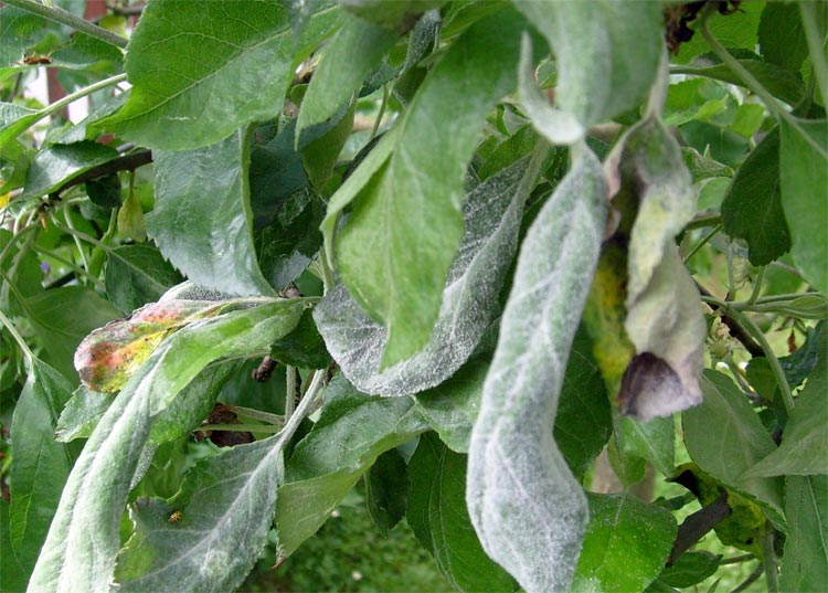 powdery mildew