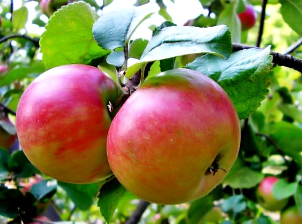 apple-tree Zhigulevskoe