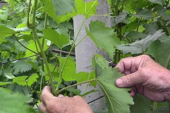 pruning grapes