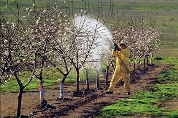 temps de floraison