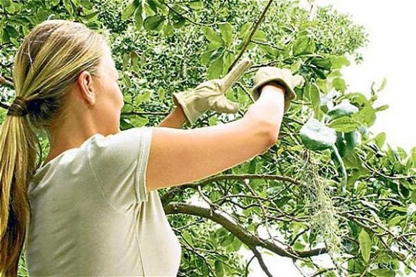 harvesting