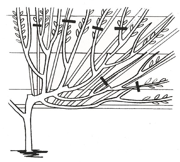 poda de cereza