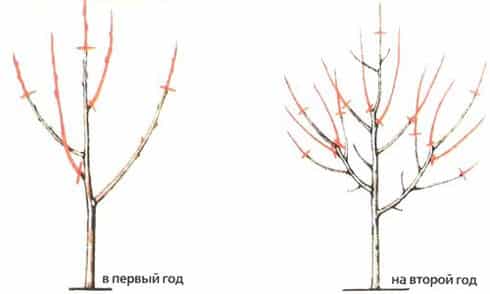 taille des abricots