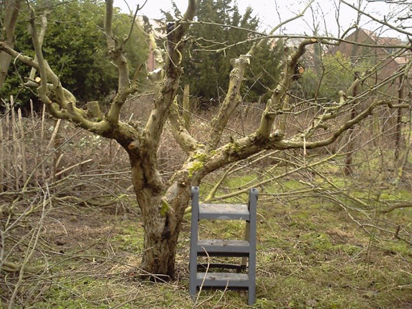 apricot pruning process