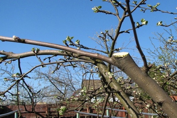 Annual apple tree