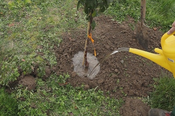 watering from a watering can