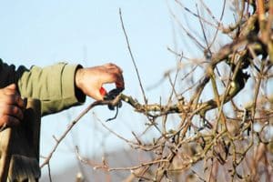 Cuándo y cómo podar y rejuvenecer los manzanos, esquema de formación de copas