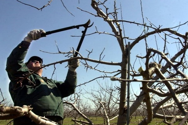 éliminer les branches