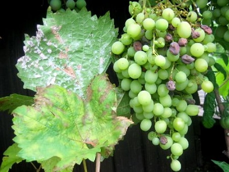 Oidium grapes