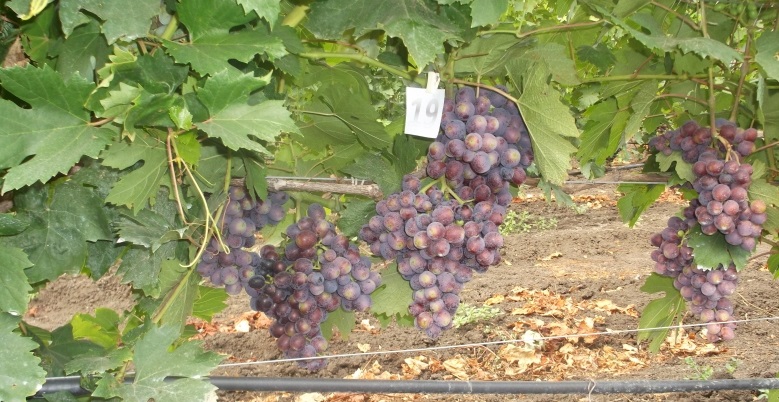 regalo de uvas sin luz