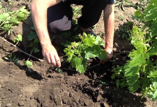 planting grapes