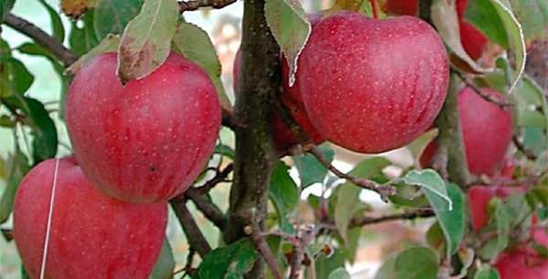 ripe apples