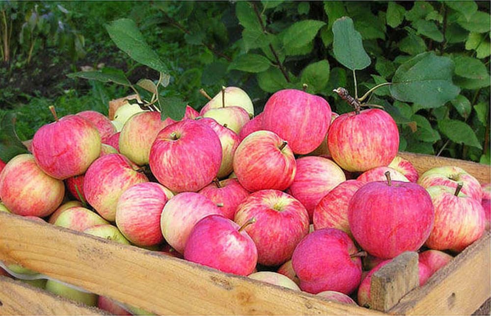 ripe apples