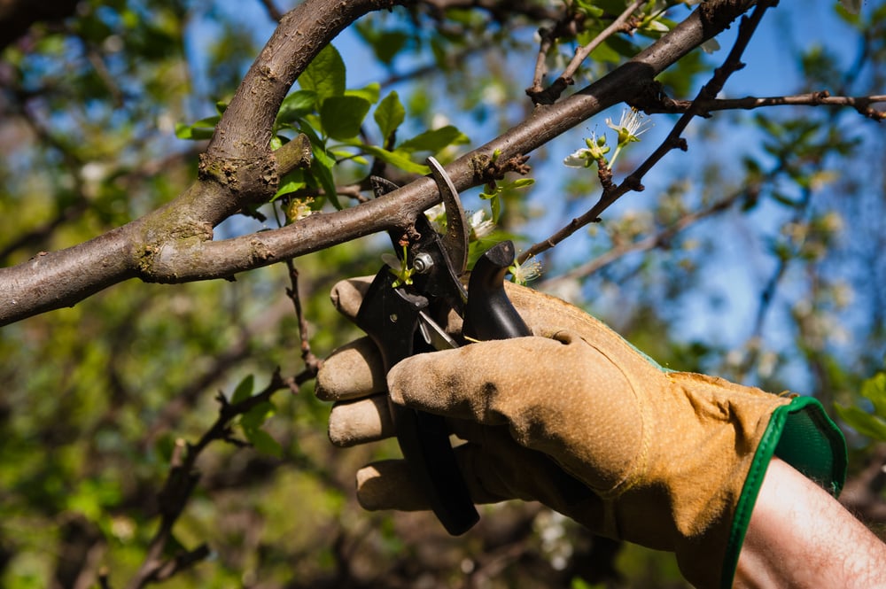 cherry pruning