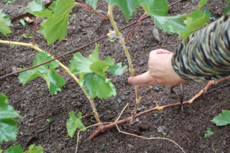 pematangan pokok anggur