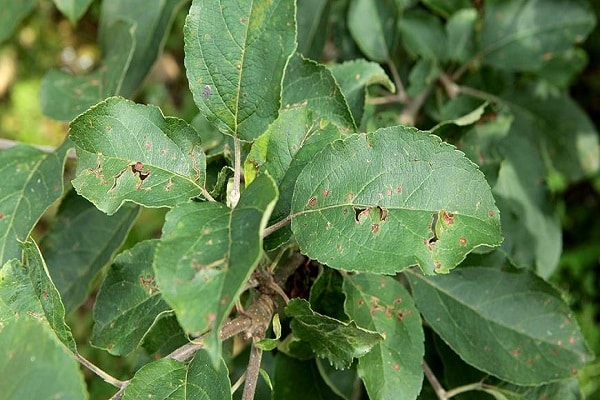 hojas verdes