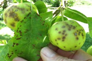 Signs and treatment of scab on an apple tree, how to deal with drugs and folk remedies