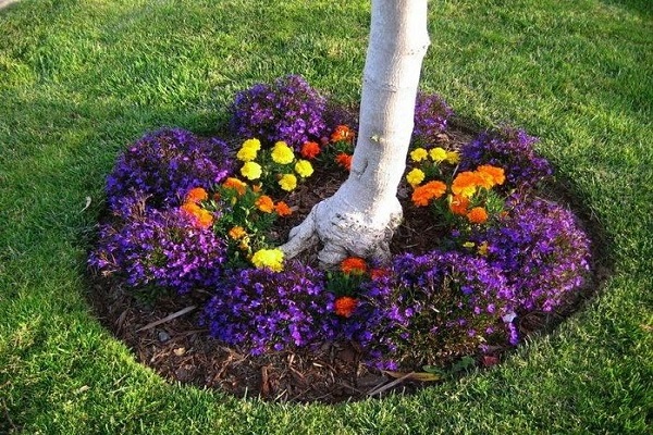 planté un parterre de fleurs