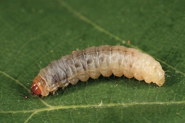 worm on a leaf