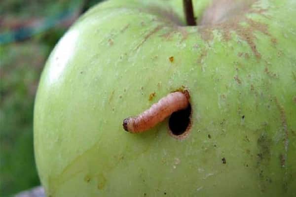 apple moth