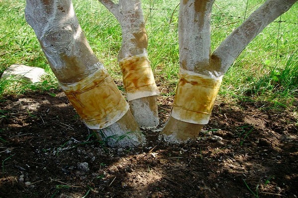 árbol envuelto