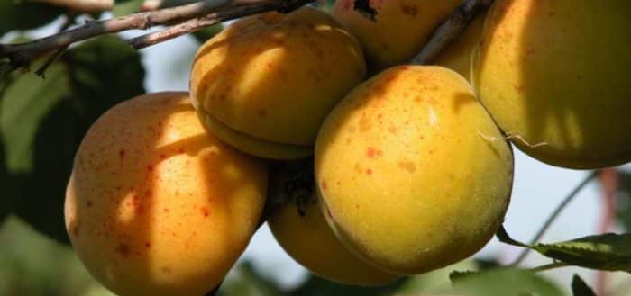 Khabarovsk apricot