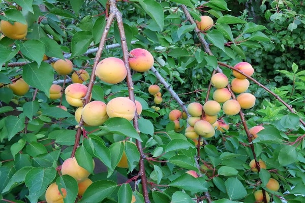 les fruits sont versés