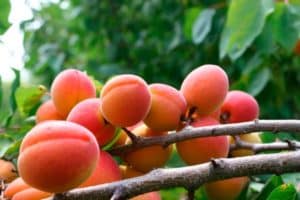 Por qué el albaricoque florece, pero no da frutos, las razones y qué hacer al respecto.