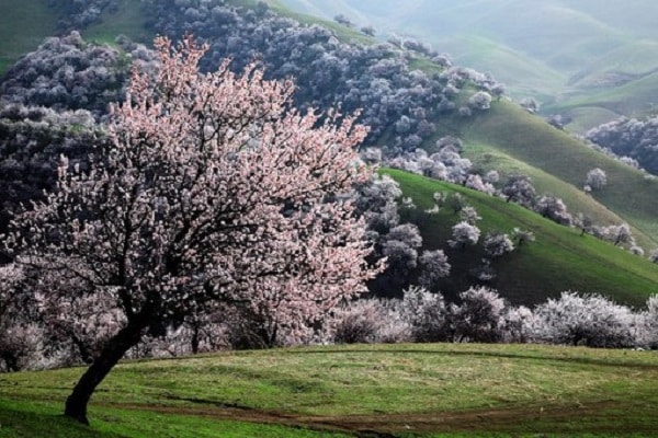 arbre fleuri