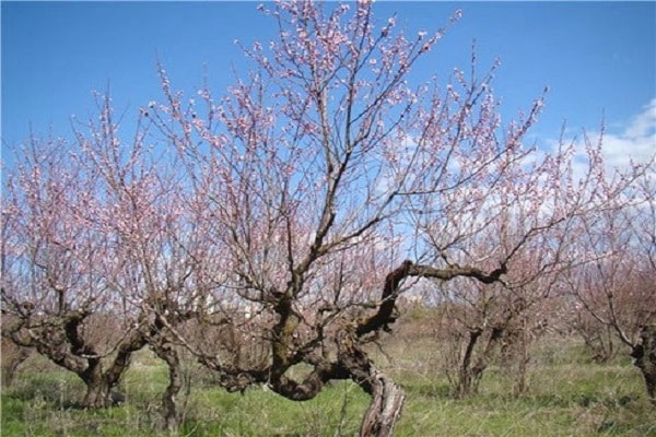 apricot tree