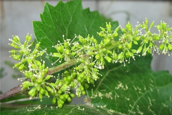 formación de flores