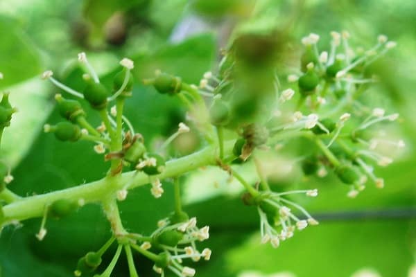 guisantes pequeños