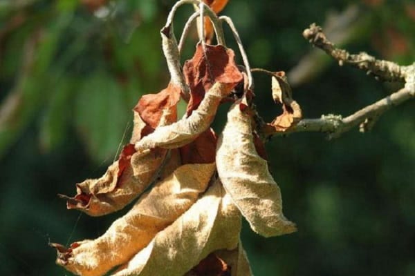 apple trees dry