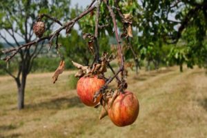 ¿Por qué las ramas individuales se secan en un manzano y qué hacer para curar el árbol?