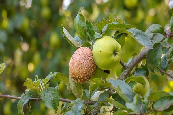 deux pommes