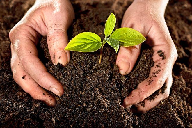 soil for the apple tree