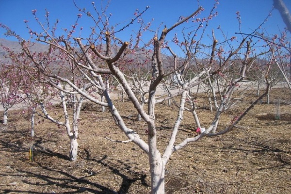 spring trees