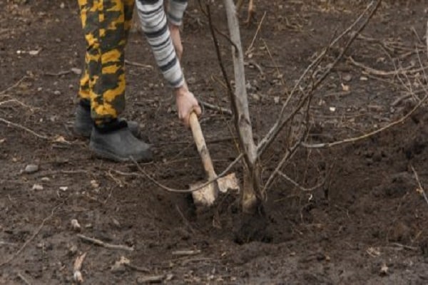 digging a tree