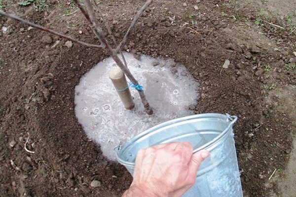 watering with minerals